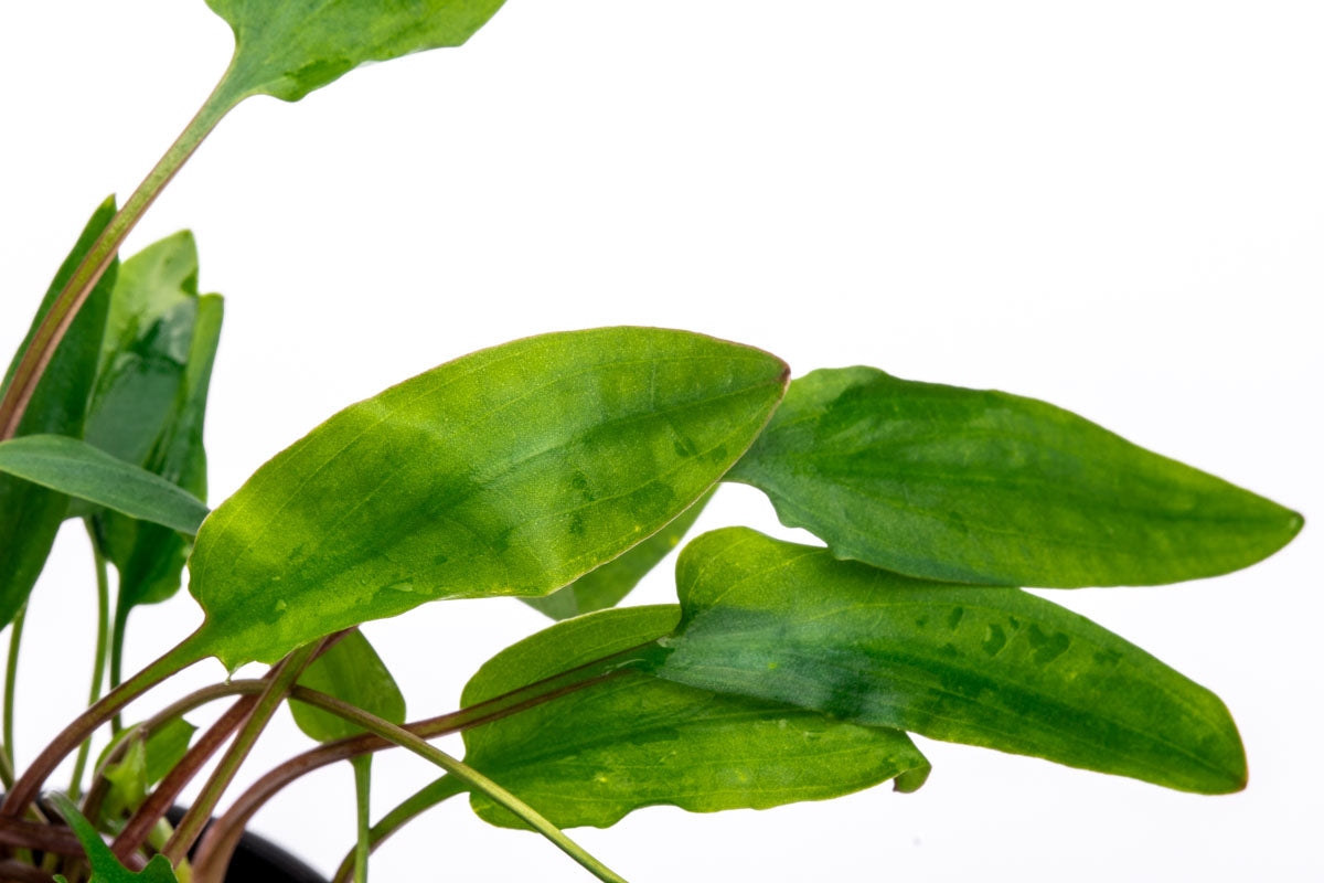 Cryptocoryne Affinis Red Aquarium Plant for Planted Aquarium Tank