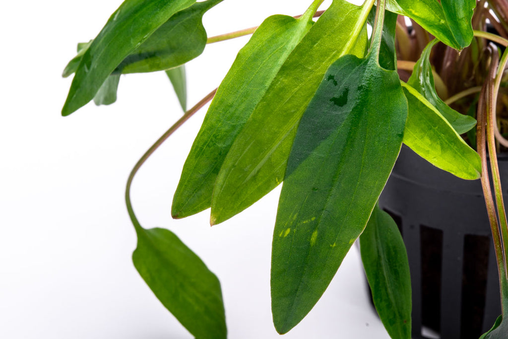 Cryptocoryne Affinis Red Aquarium Plant for Planted Aquarium Tank