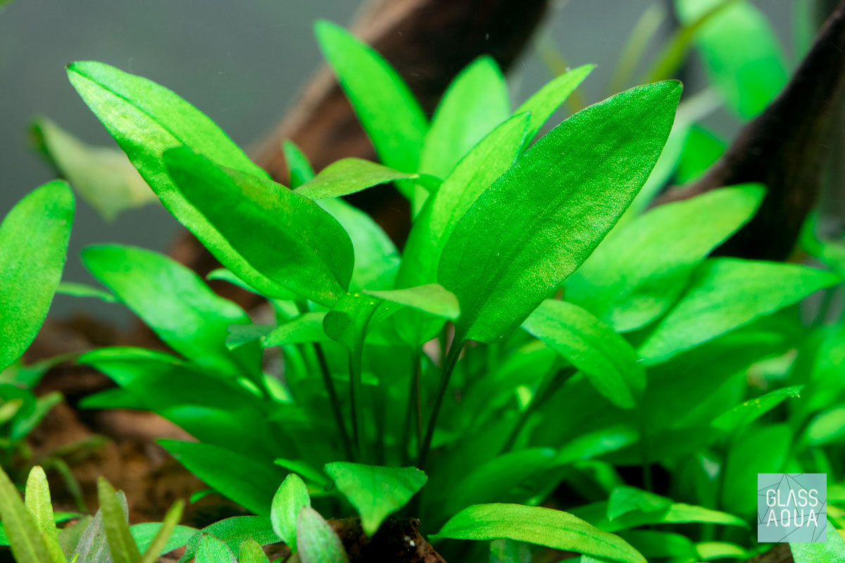 Cryptocoryne Wendtii Green Gecko - Glass Aqua