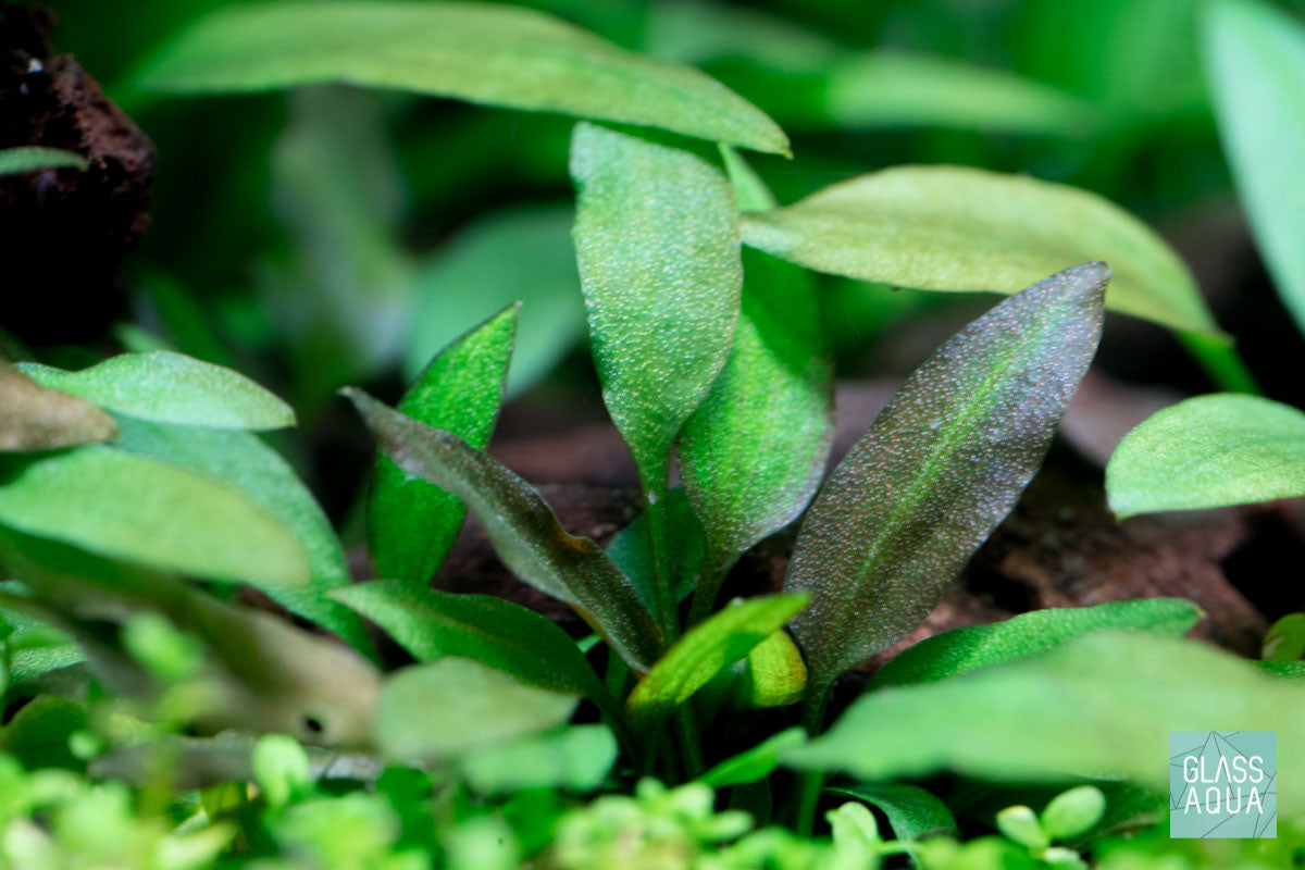 Cryptocoryne Wendtii Brown Indo - Glass Aqua