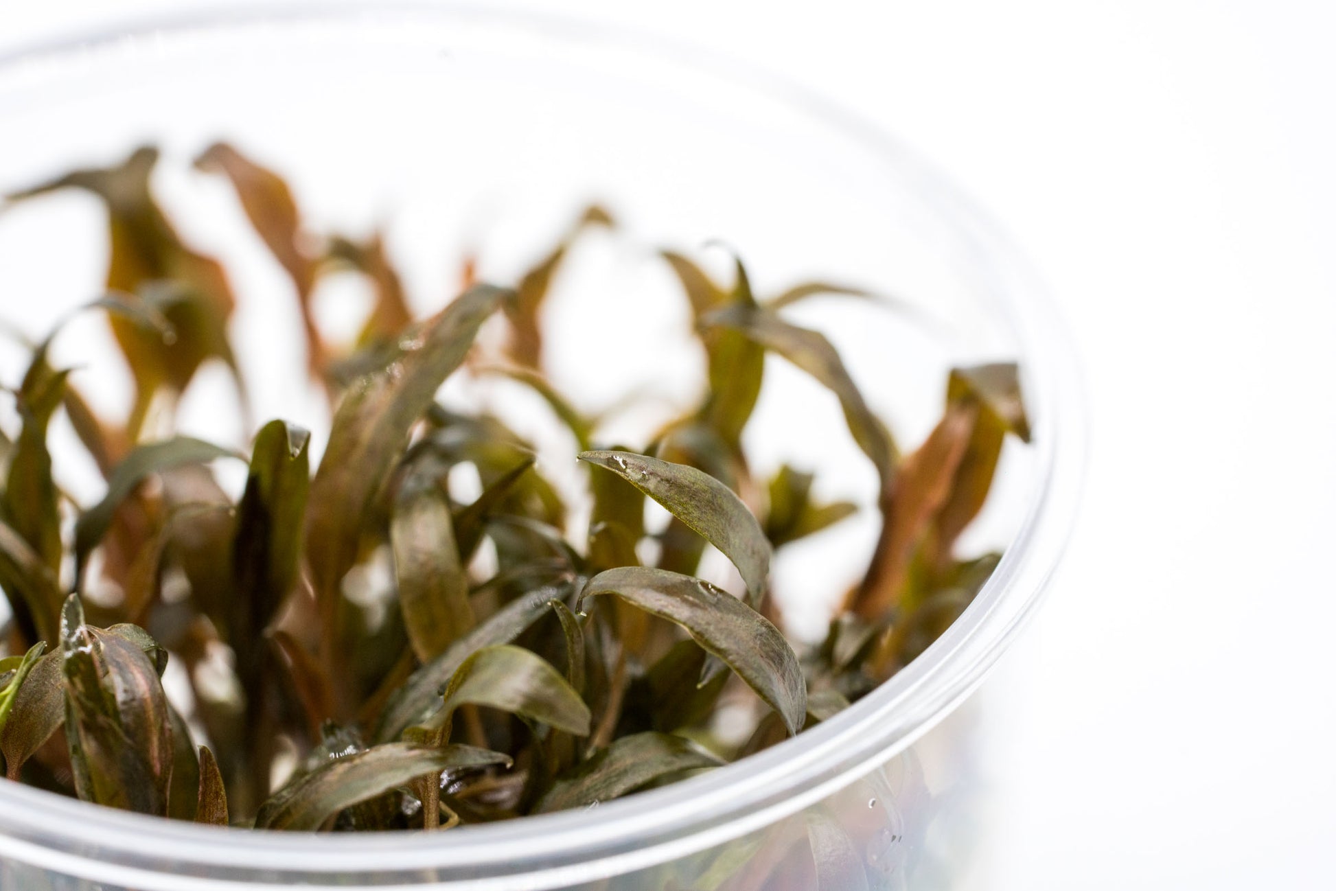 Shop Cryptocoryne Affinis Aquatic Plants - Glass Aqua