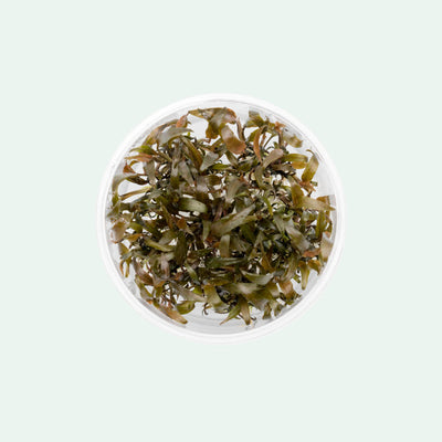 Shop Cryptocoryne Affinis Aquatic Plants - Glass Aqua