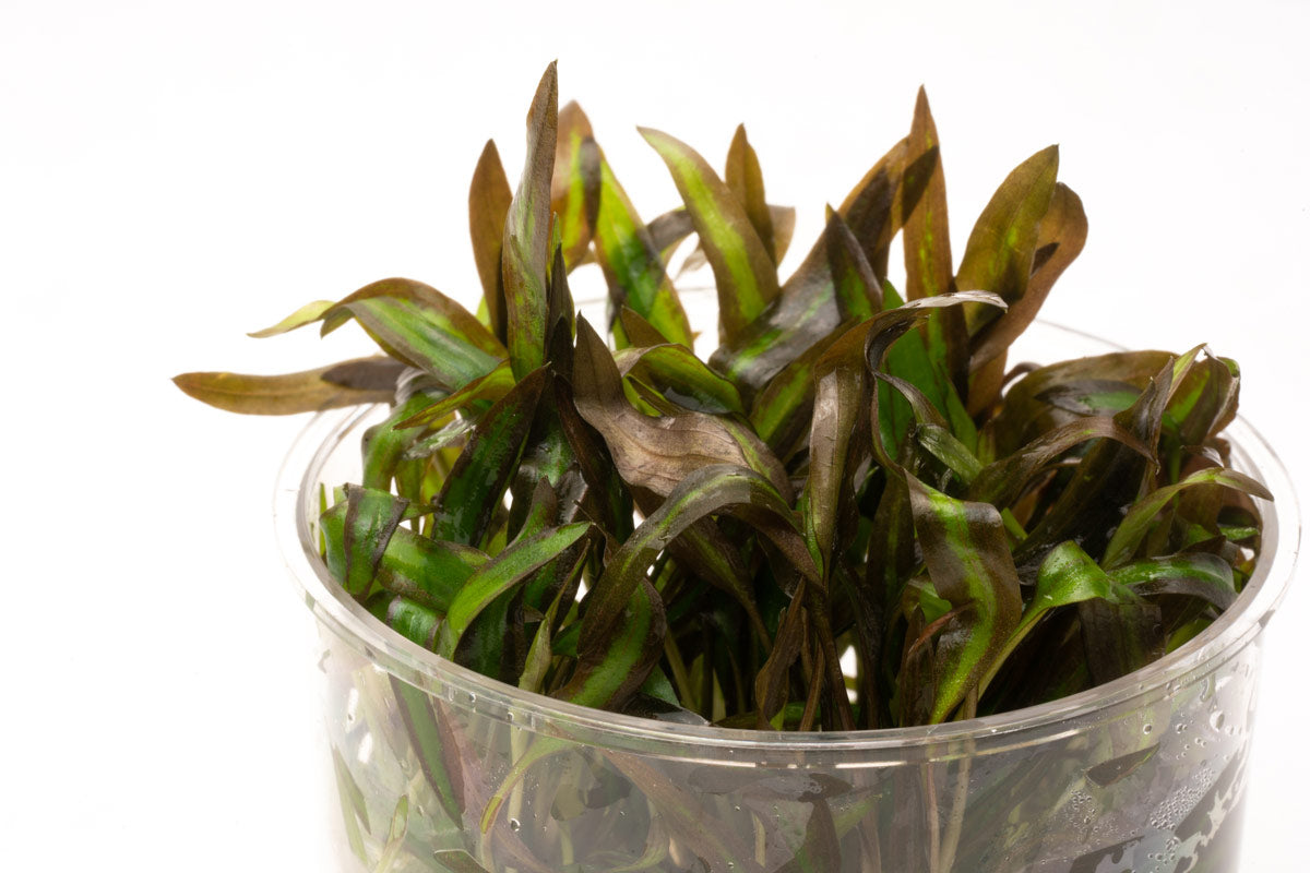 Shop Cryptocoryne Affinis Red Aquatic Plants - Glass Aqua