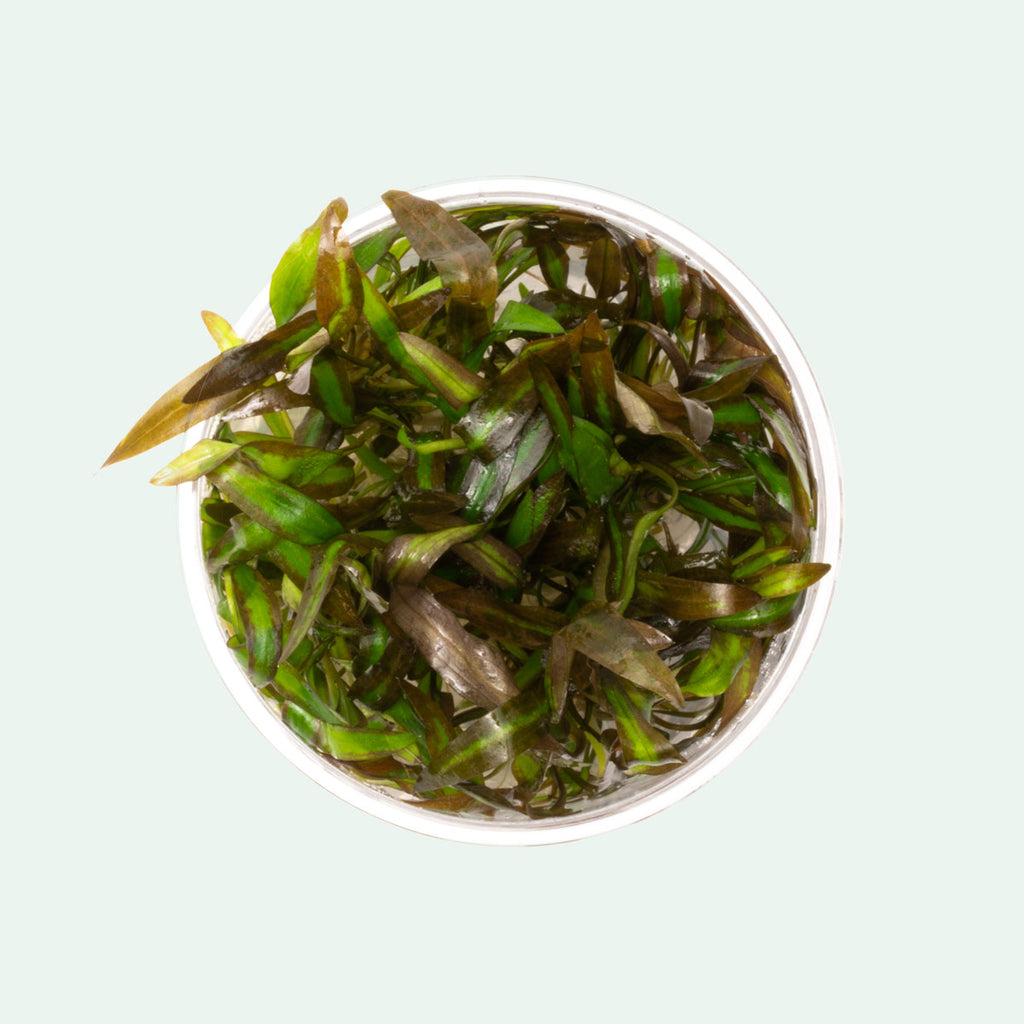 Shop Cryptocoryne Affinis Red Aquatic Plants - Glass Aqua
