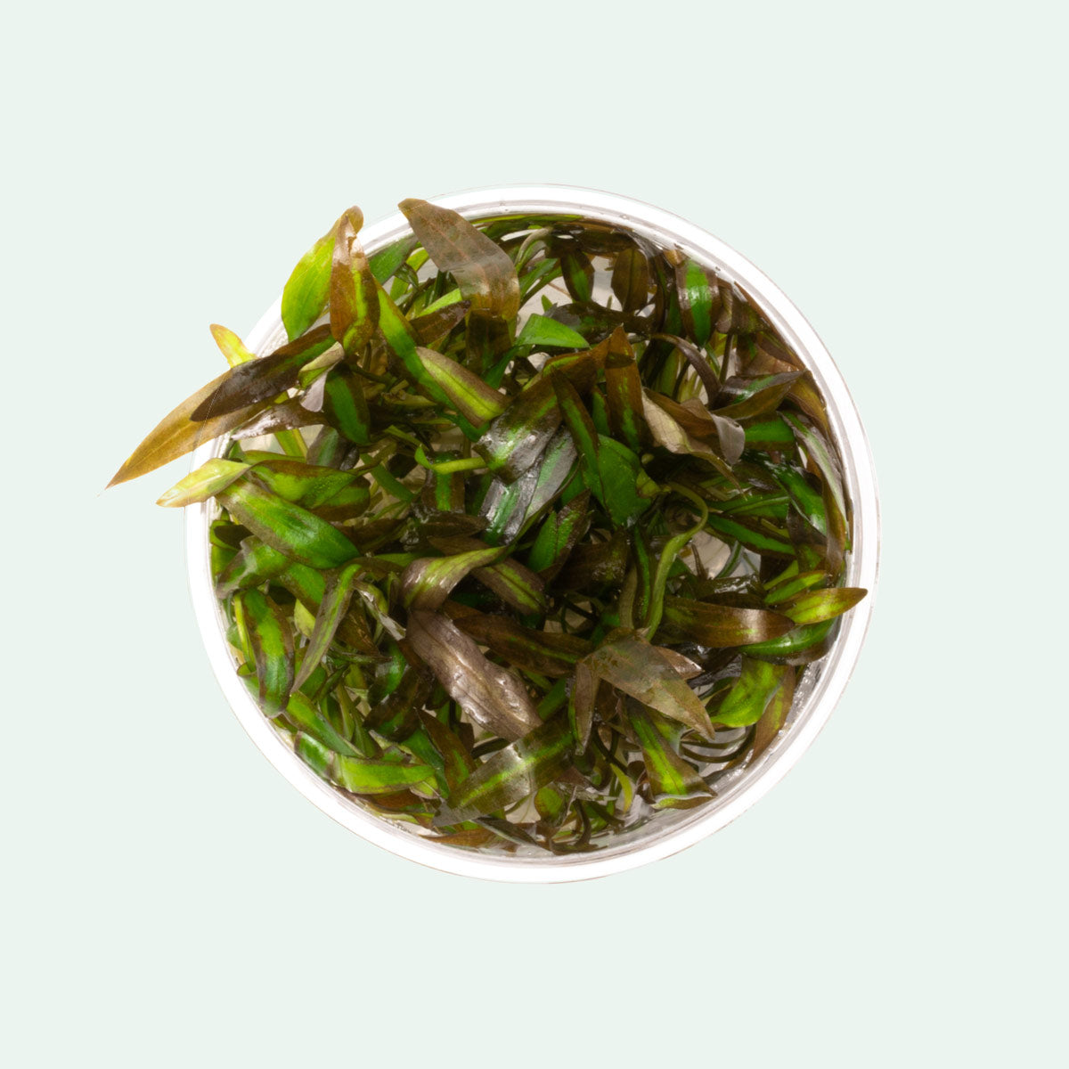 Shop Cryptocoryne Affinis Red Aquatic Plants - Glass Aqua