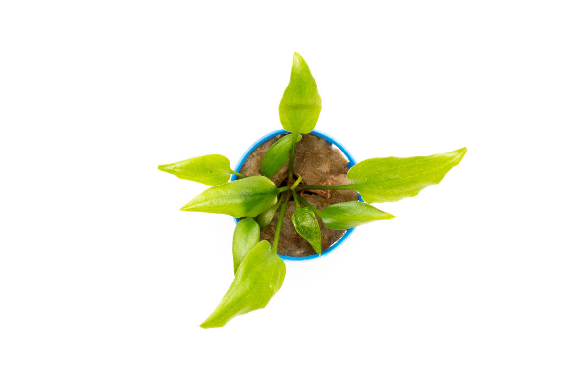 Cryptocoryne Dewitii Live Aquarium Plant for Planted Aquarium Tank