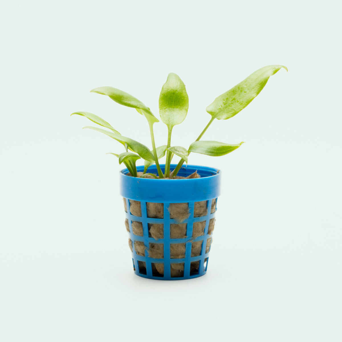 Cryptocoryne Dewitii Live Aquarium Plant for Planted Aquarium Tank