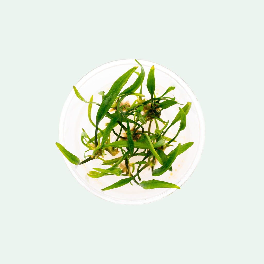 Cryptocoryne Nevillii - Glass Aqua