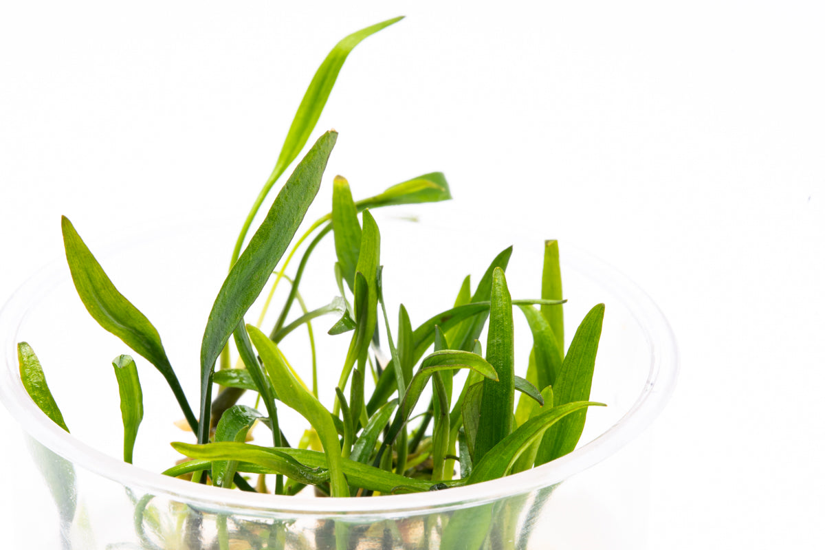 Cryptocoryne Nevillii - Glass Aqua