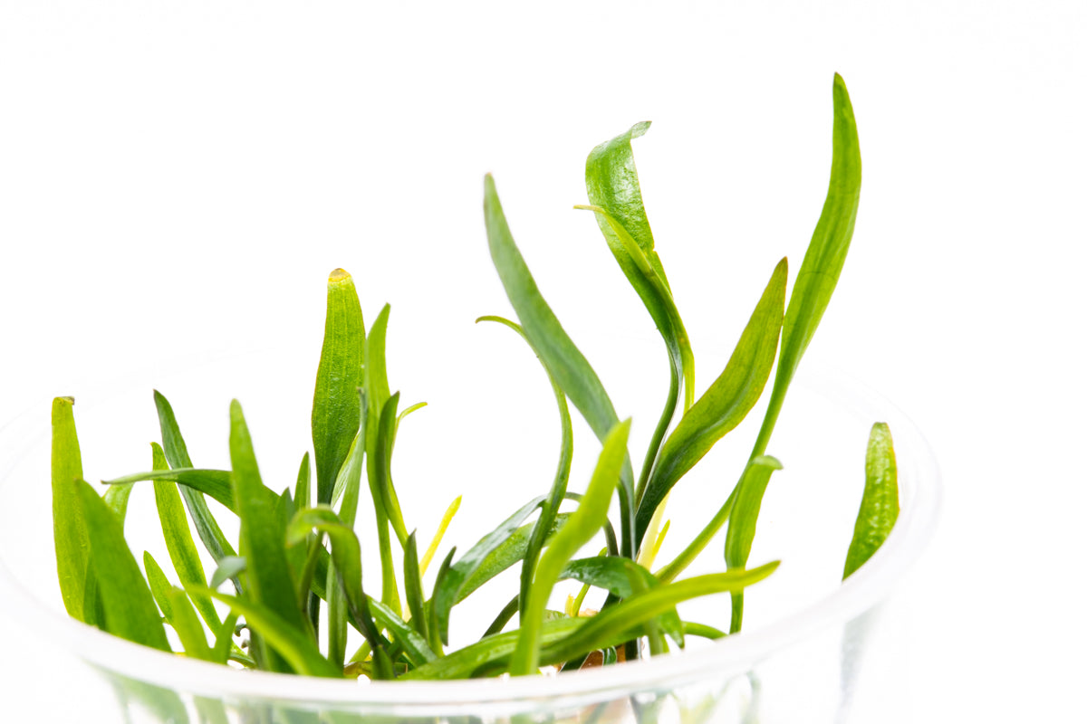 Cryptocoryne Nevillii - Glass Aqua