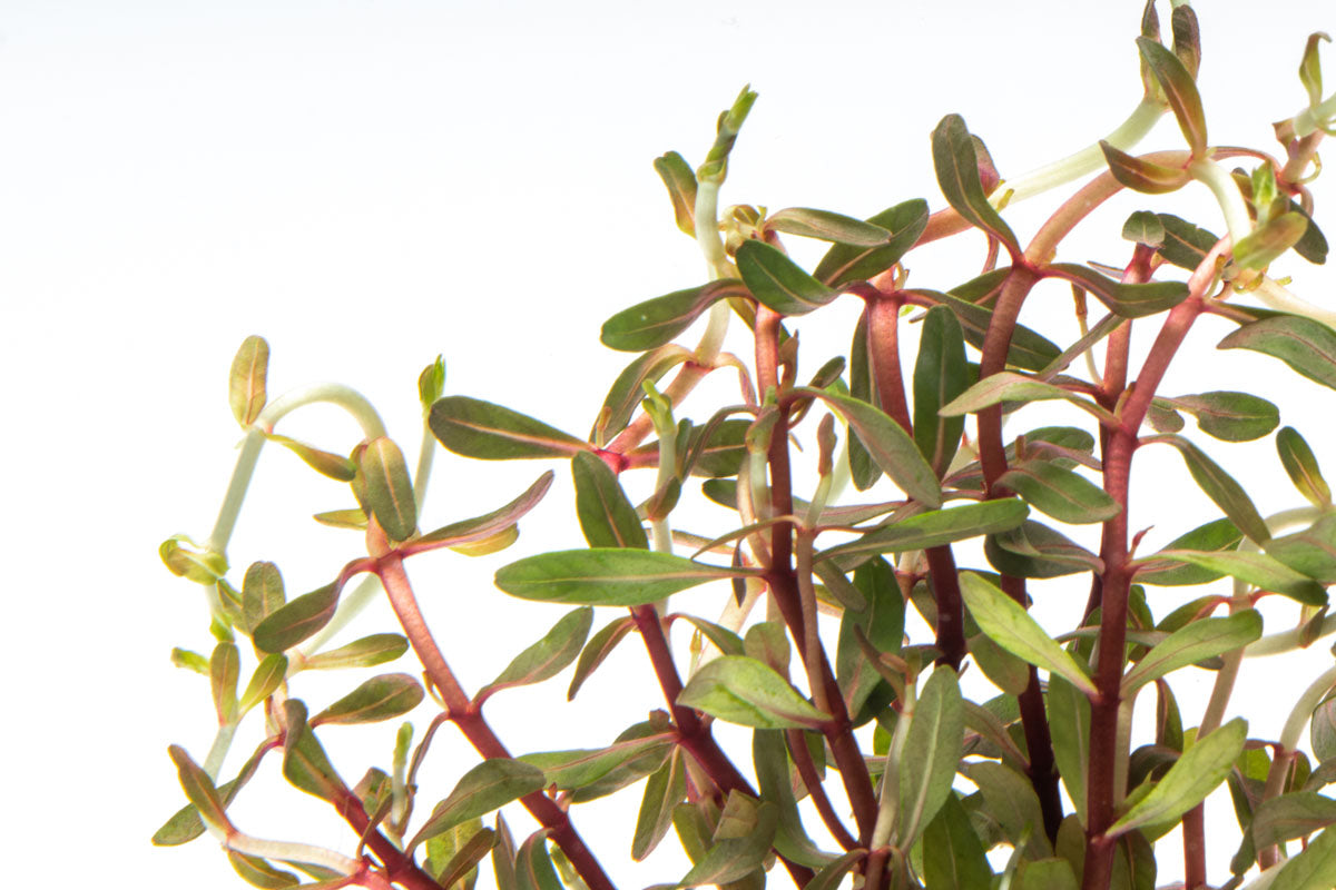 Cuphea Anagalloidea Aquatic Plant