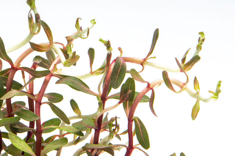 Cuphea Anagalloidea Aquatic Plant