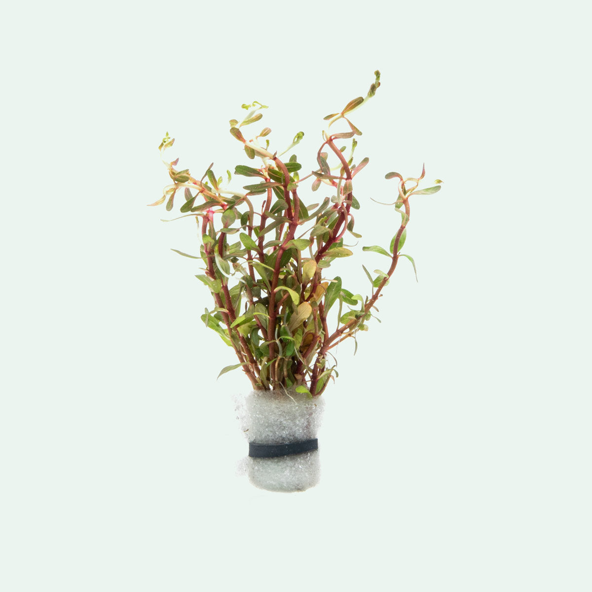 Cuphea Anagalloidea Aquatic Plant