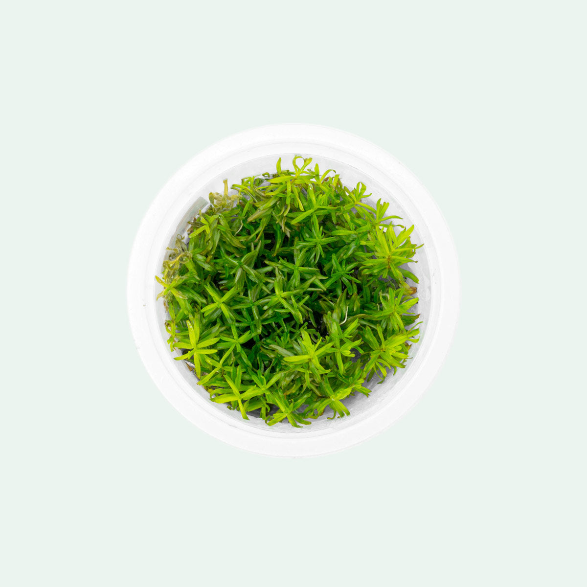 Shop Didiplis Diandra Aquatic Plants - Glass Aqua