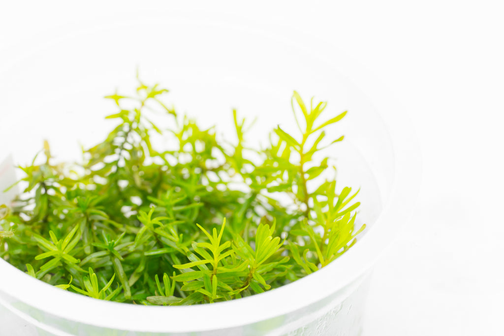 Shop Didiplis Diandra Aquatic Plants - Glass Aqua