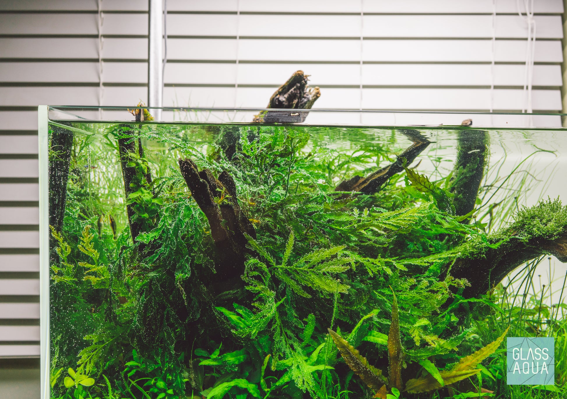 Shop Bolbitis Heudelotii Aquatic Plants - Glass Aqua