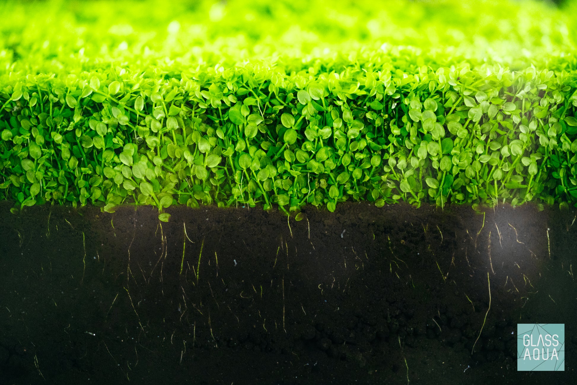 Micranthemum Monte Carlo - Carpet Aquatic Plant | Glass Aqua