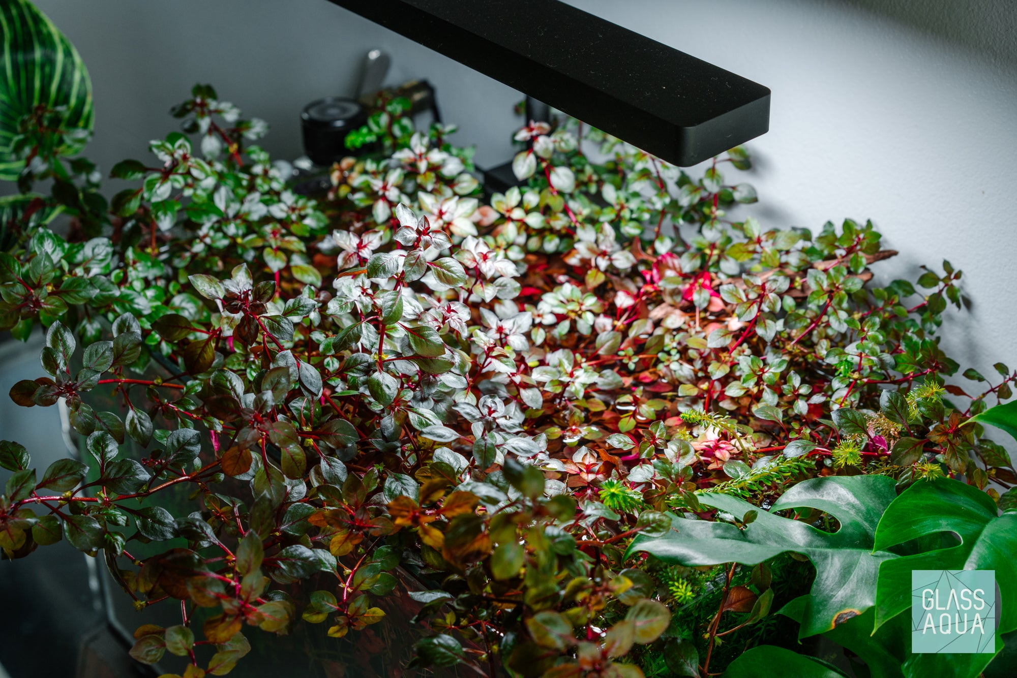 Ludwigia Natans Red Aquatic Stem Plant for Planted Aquarium Tank