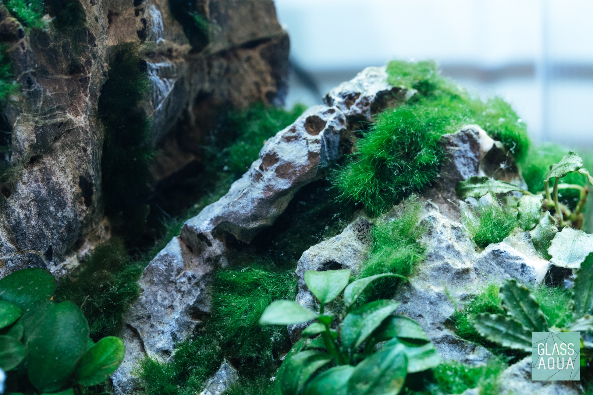 Marimo Moss Ball - Glass Aqua
