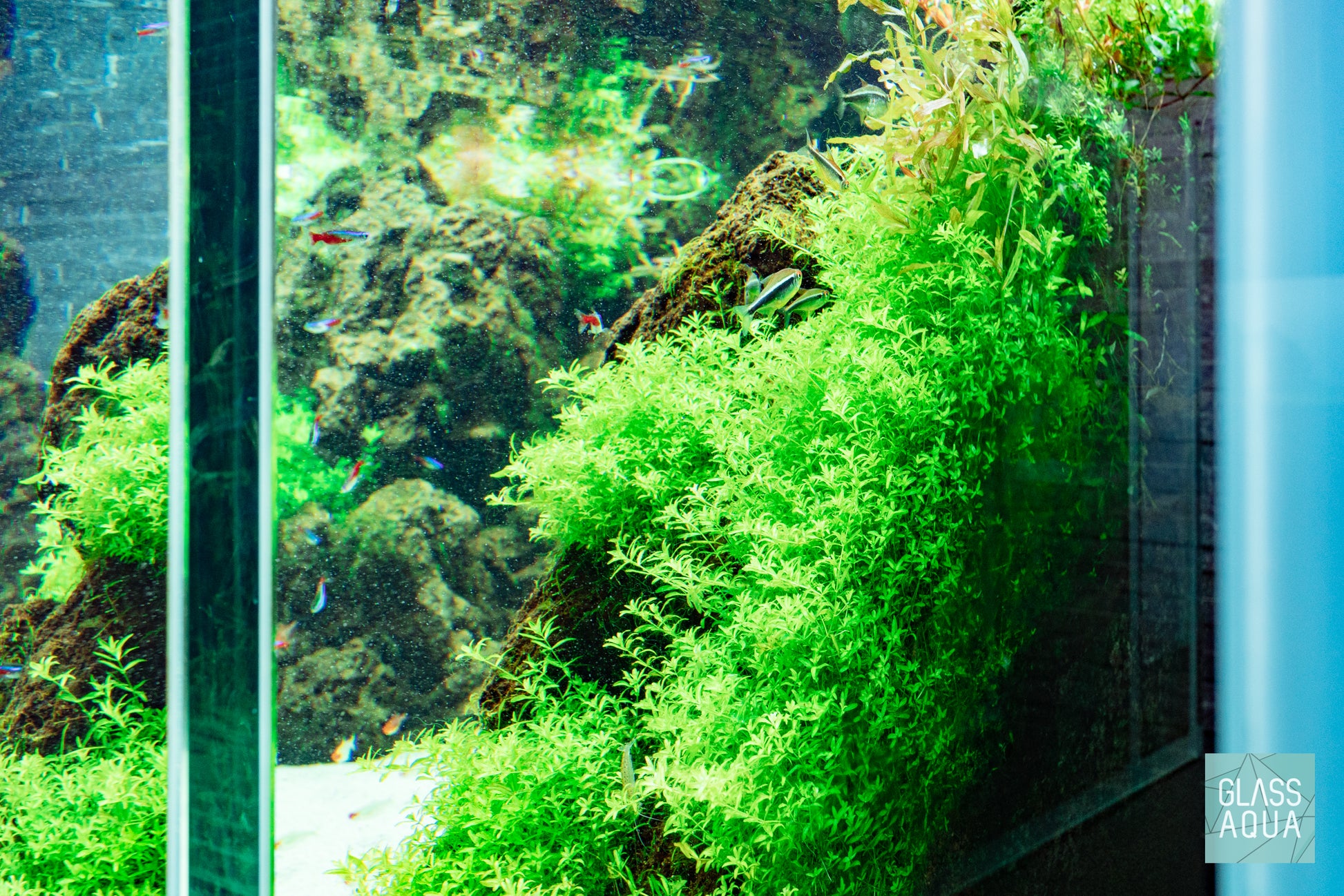 Micranthemum Micranthemoides - Glass Aqua