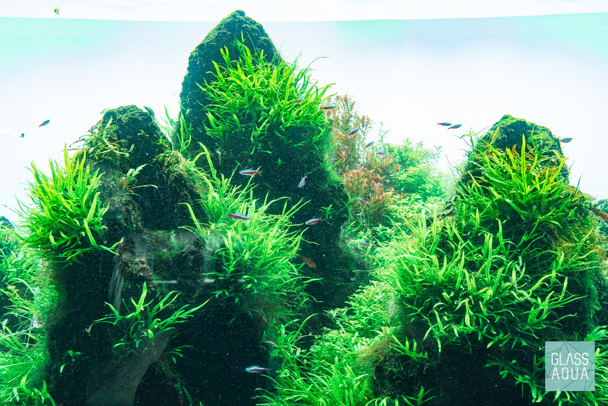 Microsorum Pteropus Narrow Mat - Glass Aqua