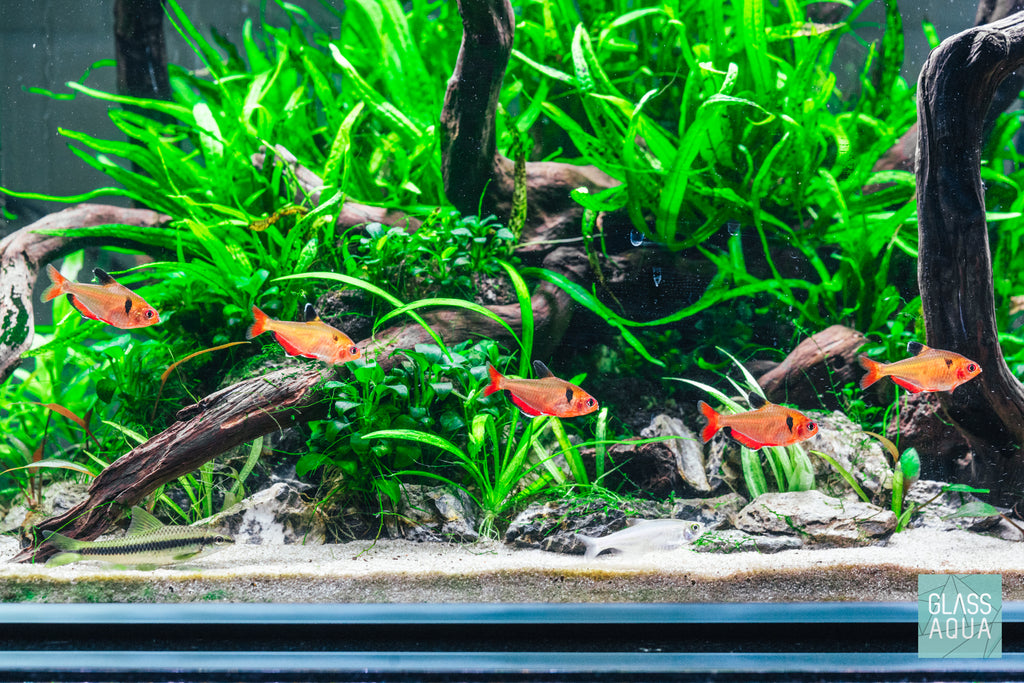 Java Fern Microsorum Pteropus Easy Beginner Aquatic Aquarium Plant