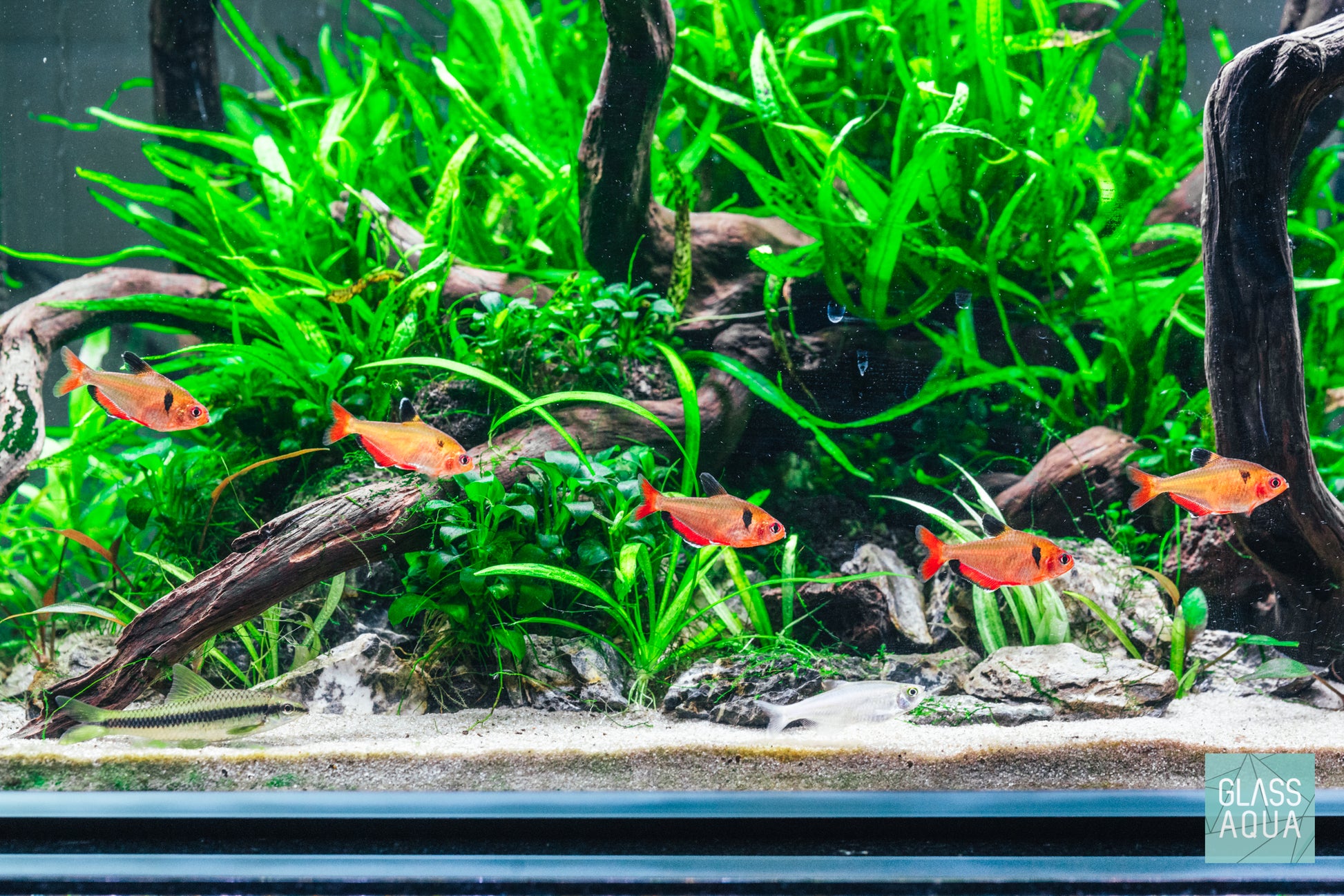 Java Fern Microsorum Pteropus Easy Beginner Aquatic Aquarium Plant