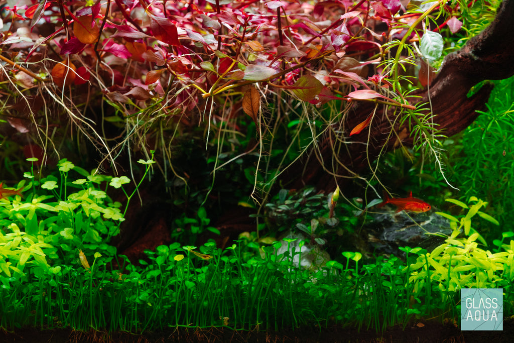 Shop Marsilea Crenata Aquatic Plants - Glass Aqua