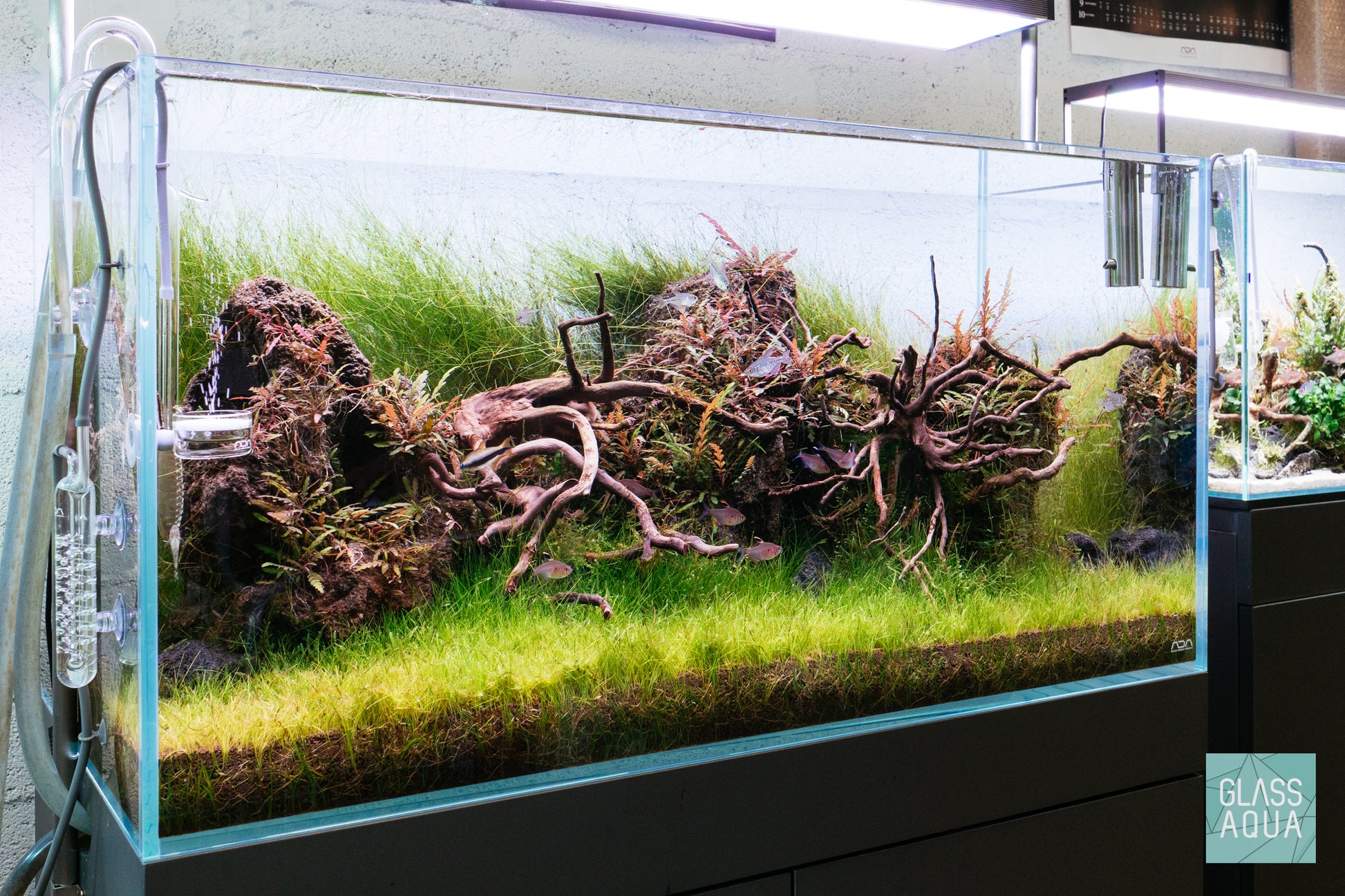 Eleocharis Vivipara - Glass Aqua