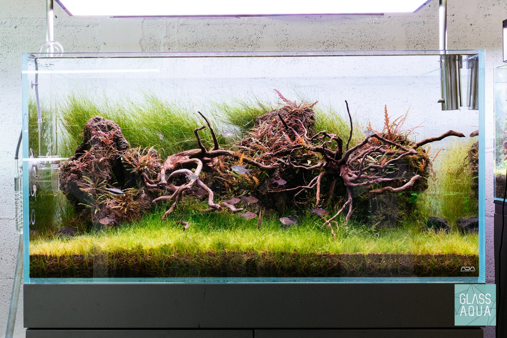 Eleocharis Vivipara - Glass Aqua
