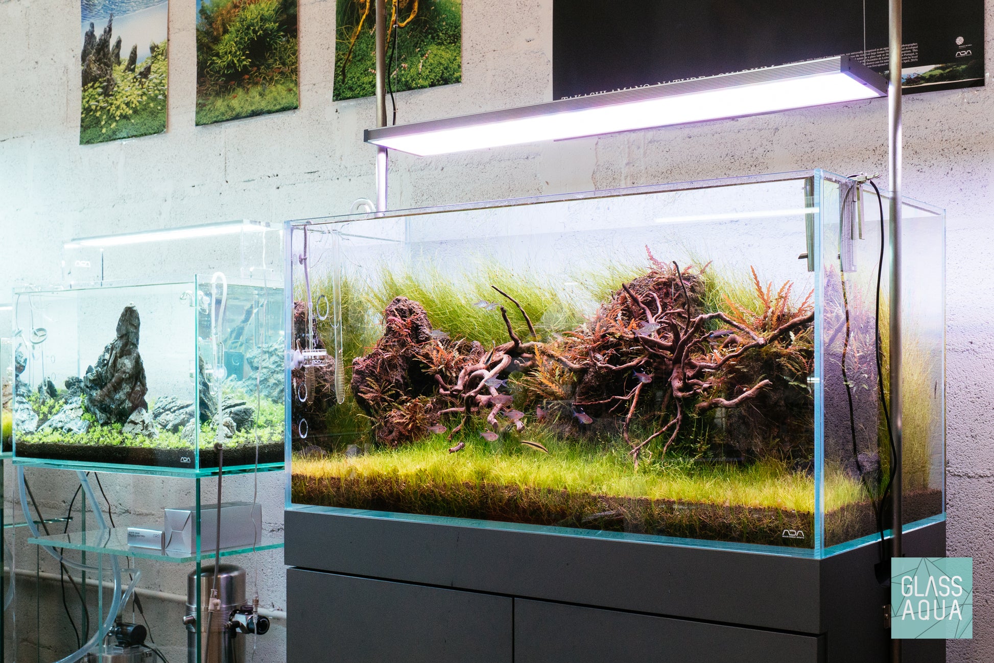 Eleocharis Vivipara - Glass Aqua