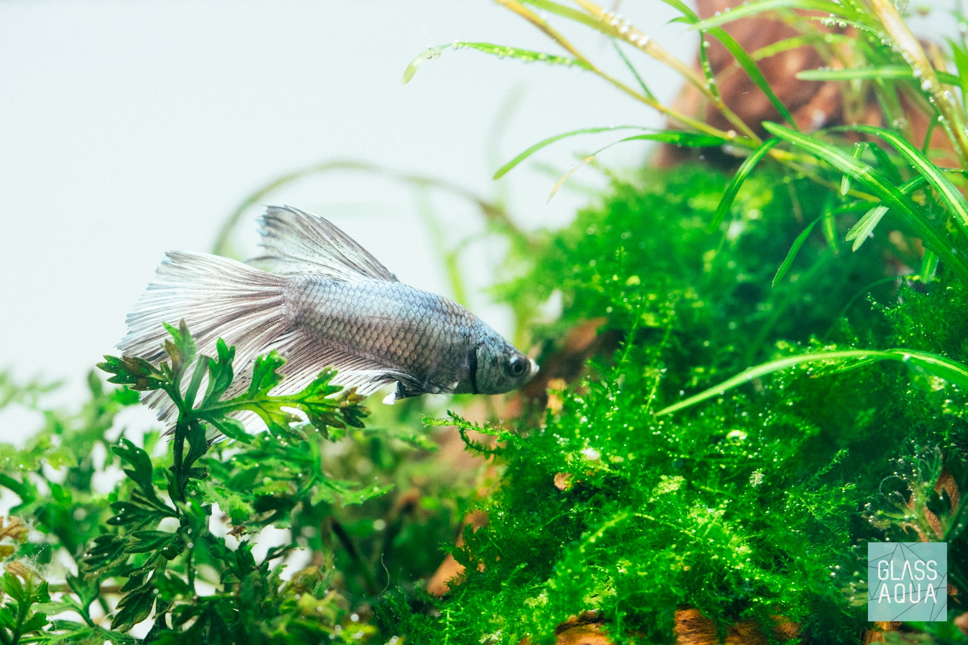 Mini Christmas Xmas Moss Easy Aquarium Moss Plant for Planted Tank