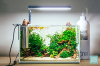 Phyllanthus Fluitans Red Root Floater - Glass Aqua