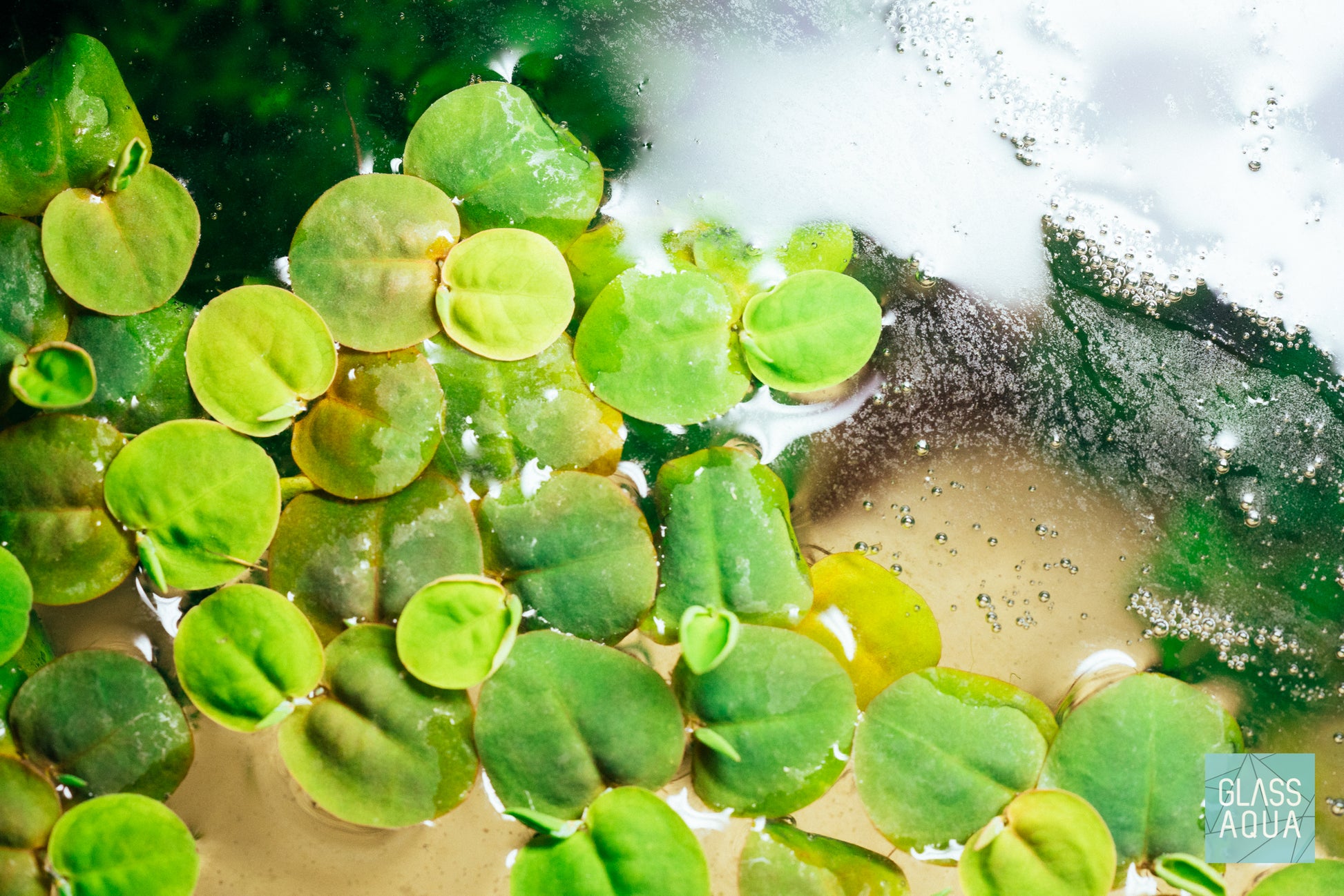 Phyllanthus Fluitans Red Root Floater - Glass Aqua