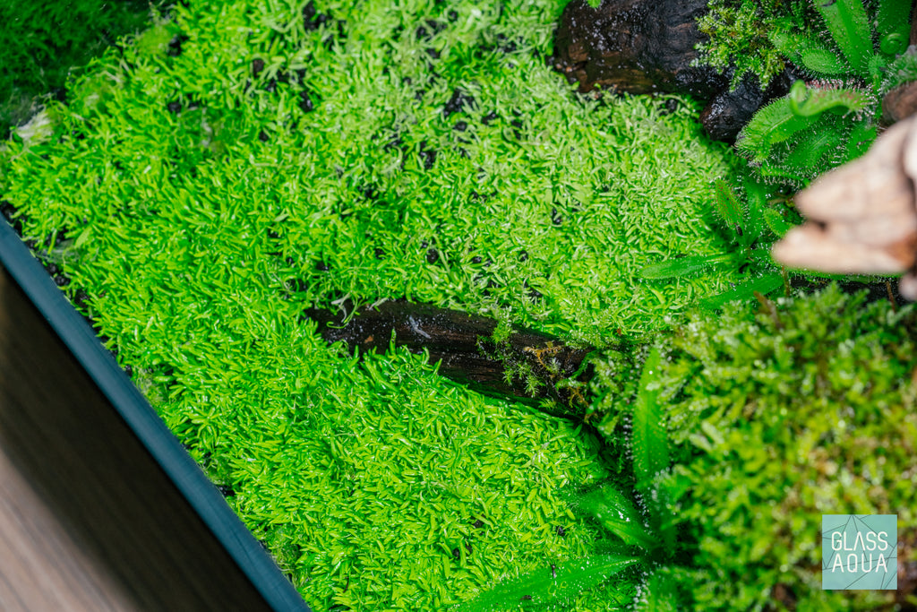 Utricularia Graminifolia Carpeting Carnivorous Plant for Planted Tank