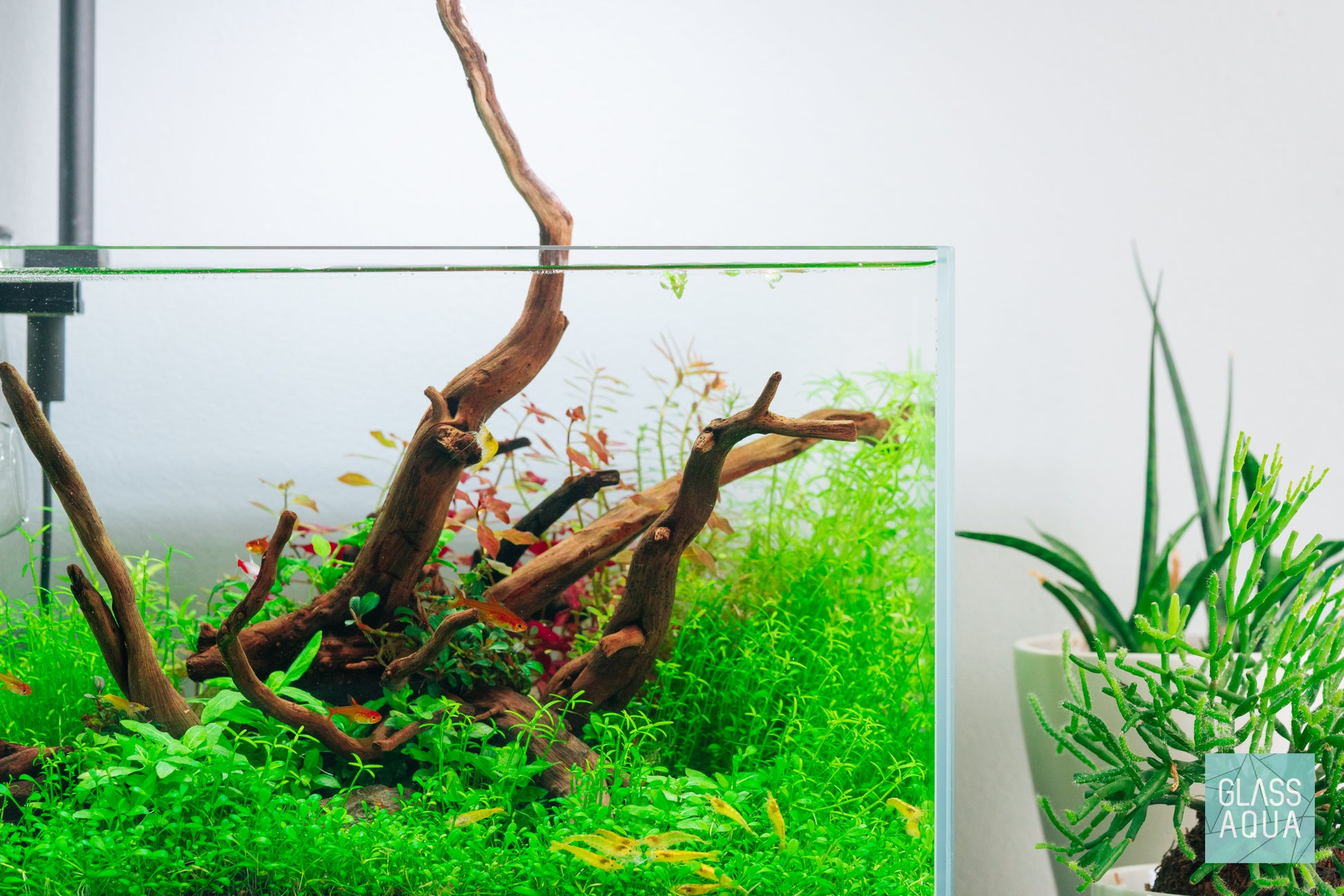 Spider Wood Nano - Glass Aqua