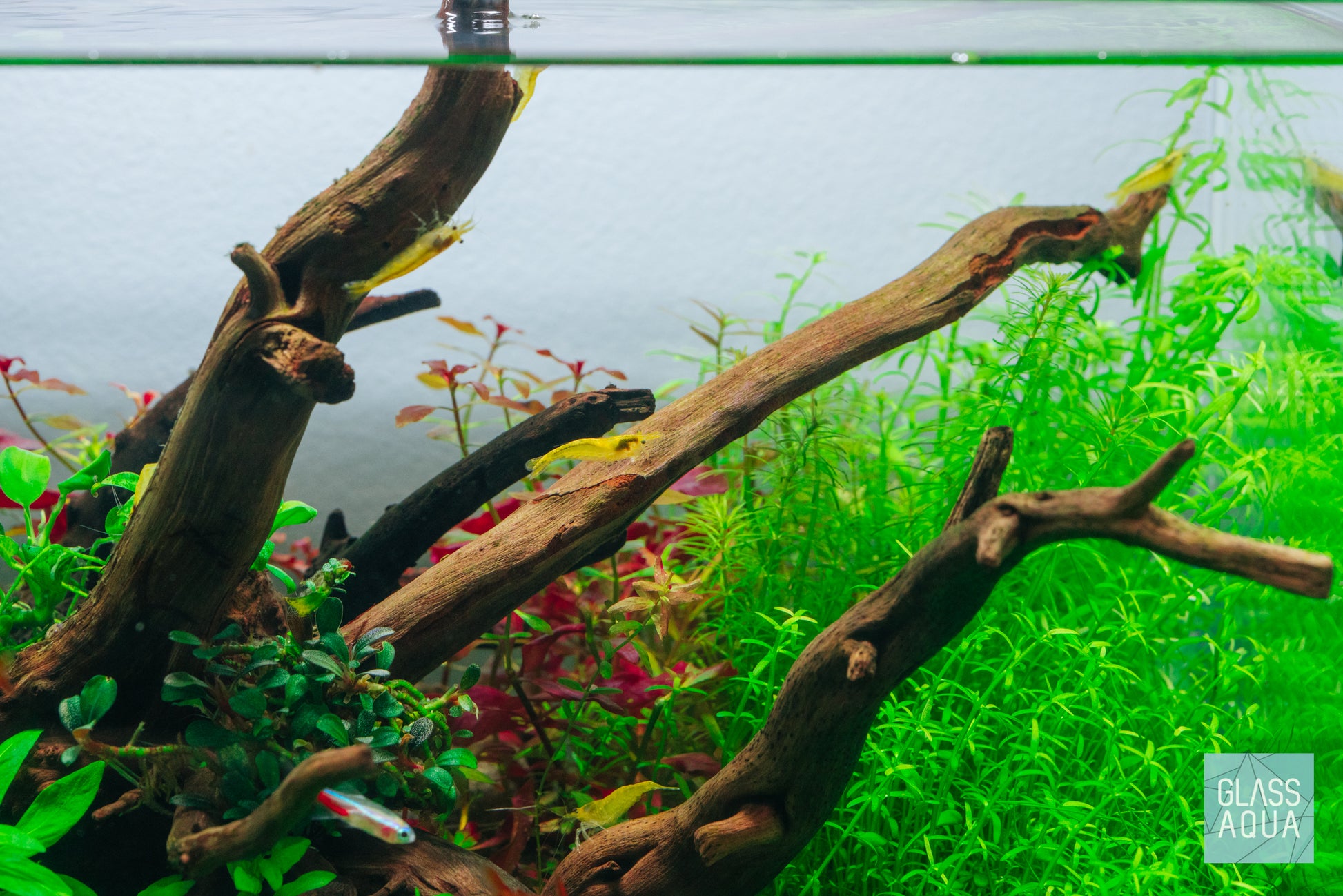 Shop Microcarpaea Minima Merrill Aquatic Plants - Glass Aqua