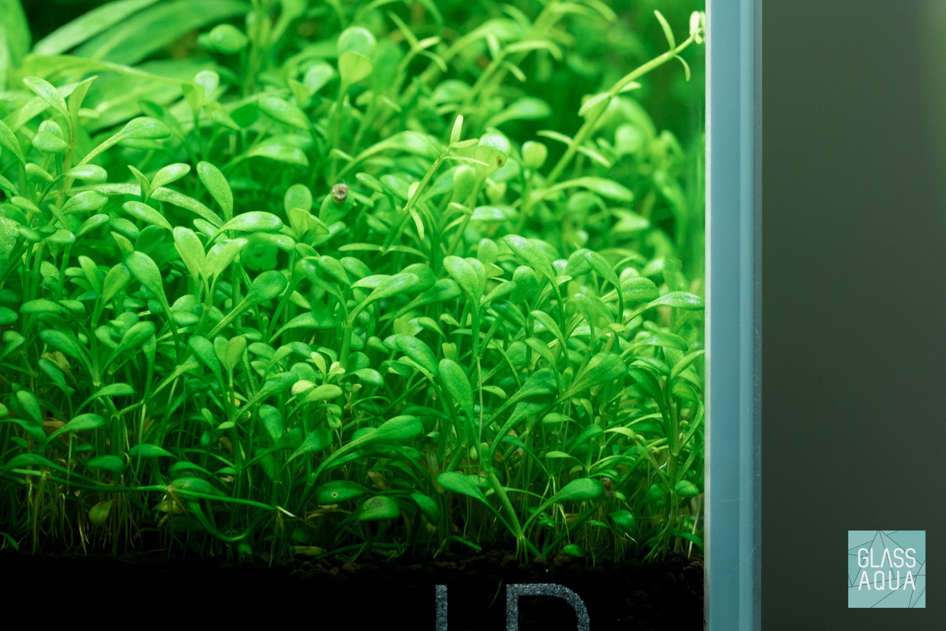 Glossostigma Elatinoides - Glass Aqua