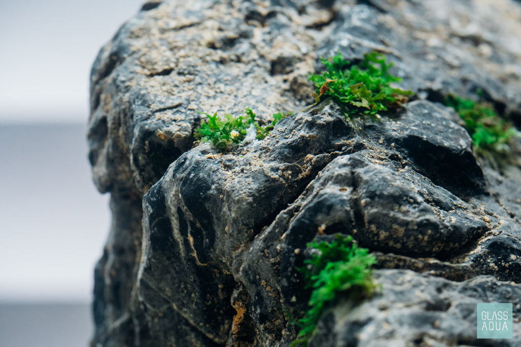 Ryuoh Stone - Glass Aqua