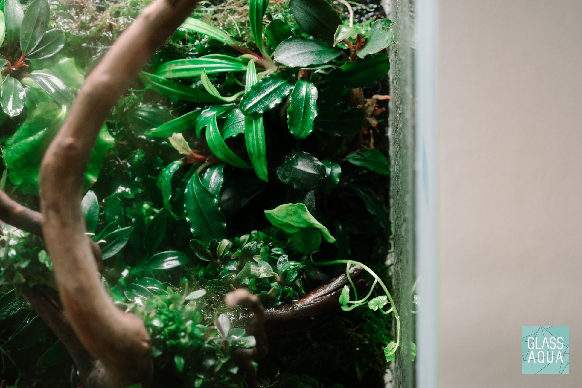 Bucephalandra Red Mini Tissue Culture - Glass Aqua