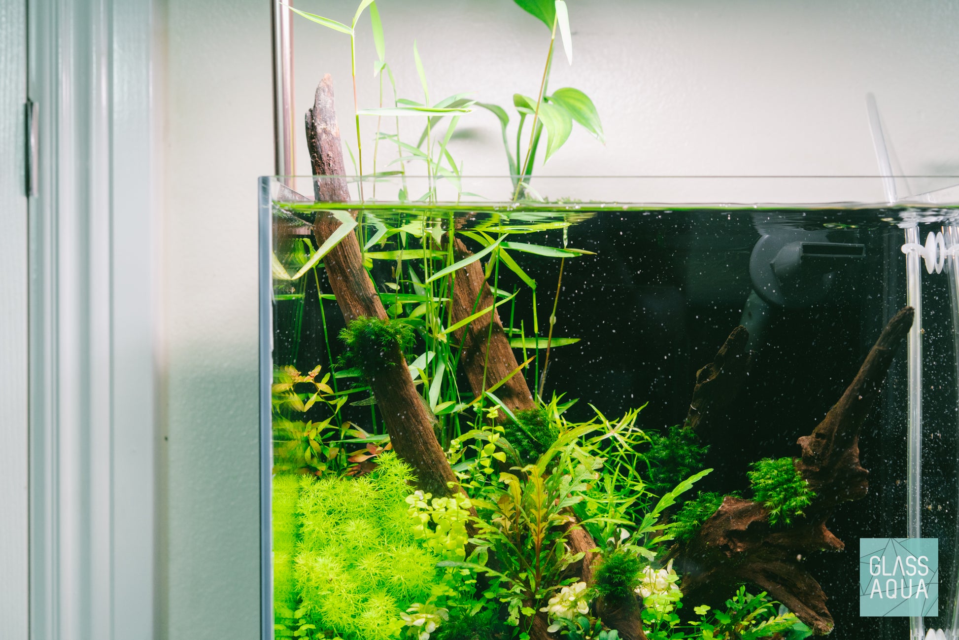 Myriophyllum Elatinoides Mini in the 30A AIO planted cube tank