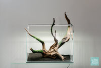 Christmas Moss Xmas Moss Easy Aquatic Plant for Planted Aquarium Tank