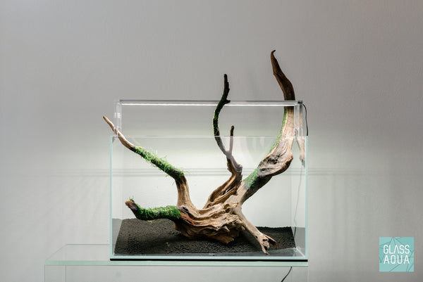 Christmas Moss Xmas Moss Easy Aquatic Plant for Planted Aquarium Tank