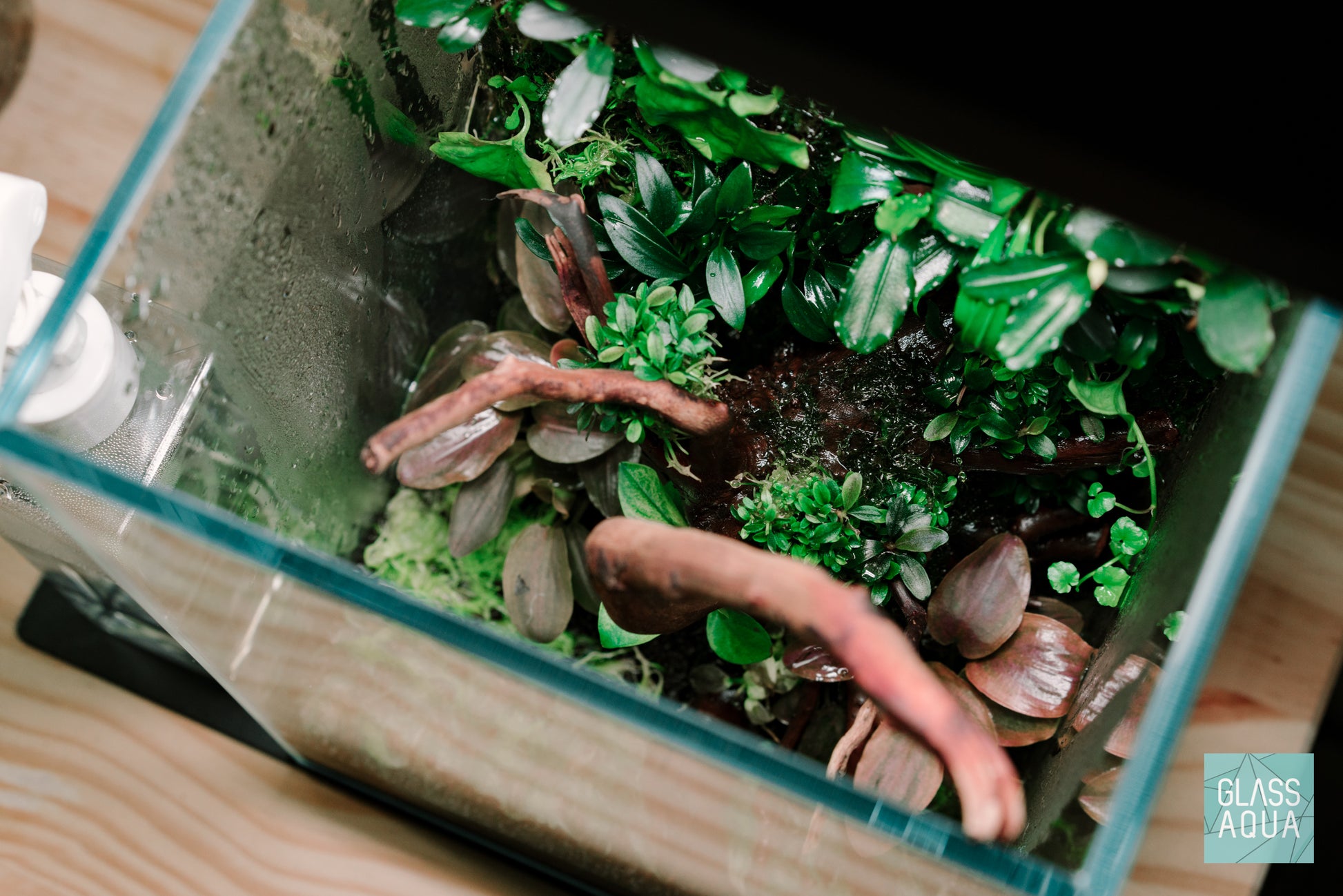 Desktop Tall Aquarium Starter Kit | Shop Tank Kits - Glass Aqua