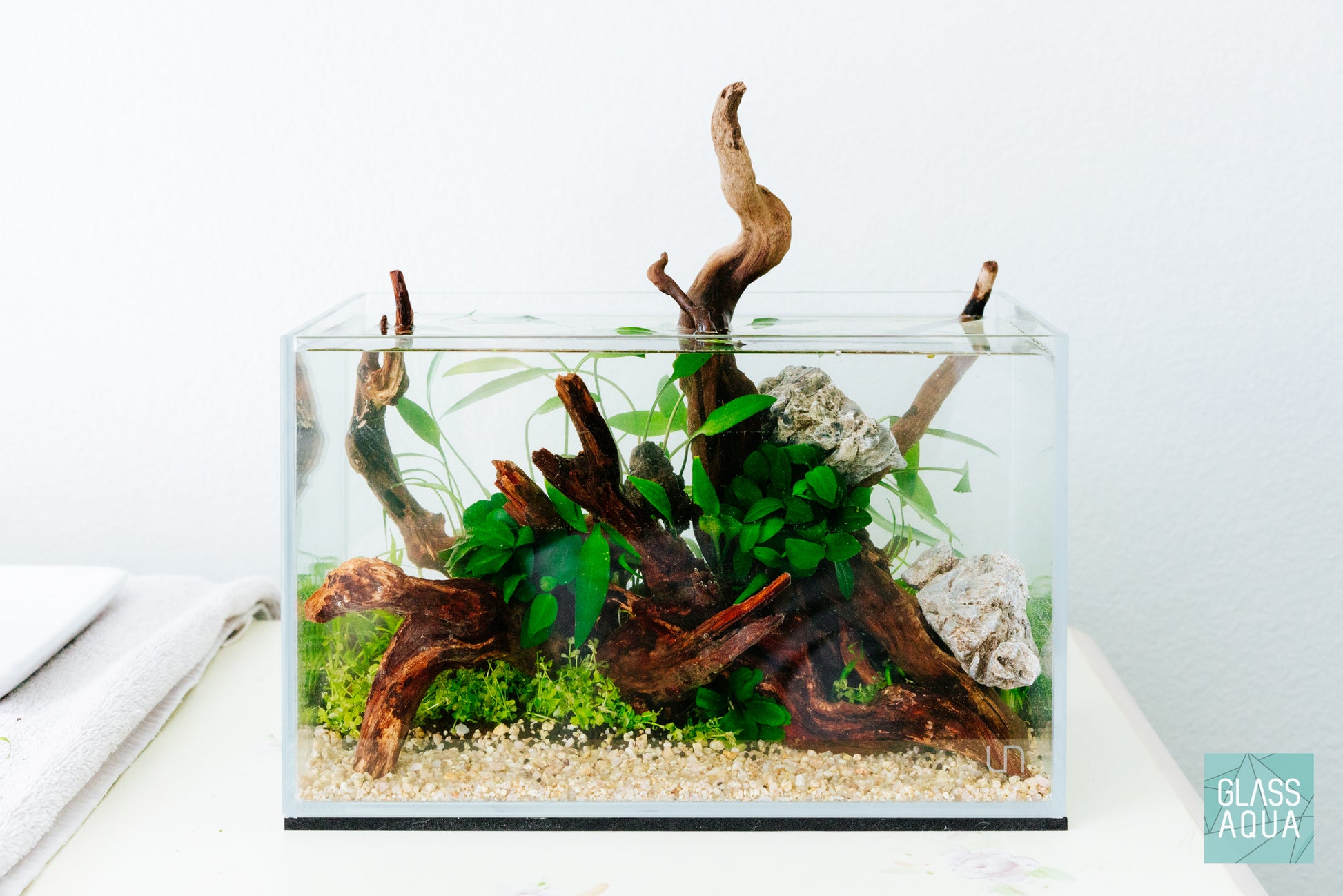 Anubias Barteri Nana Live Easy Beginner Aquatic Aquarium Plant