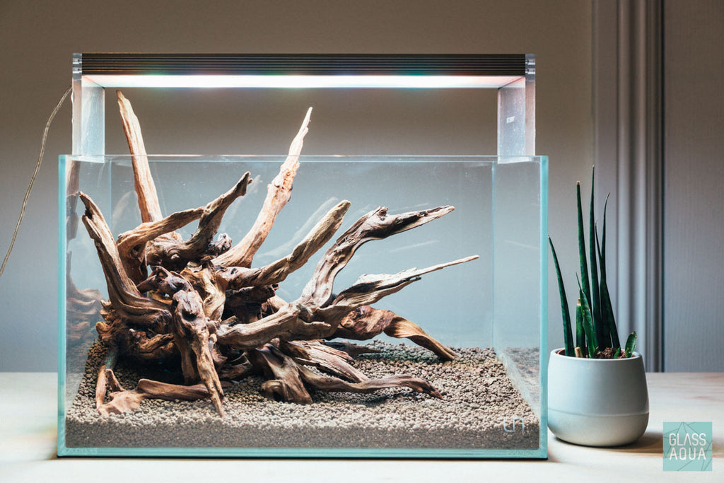 Shop Planted Aquarium Spider Wood Hardscape - Glass Aqua