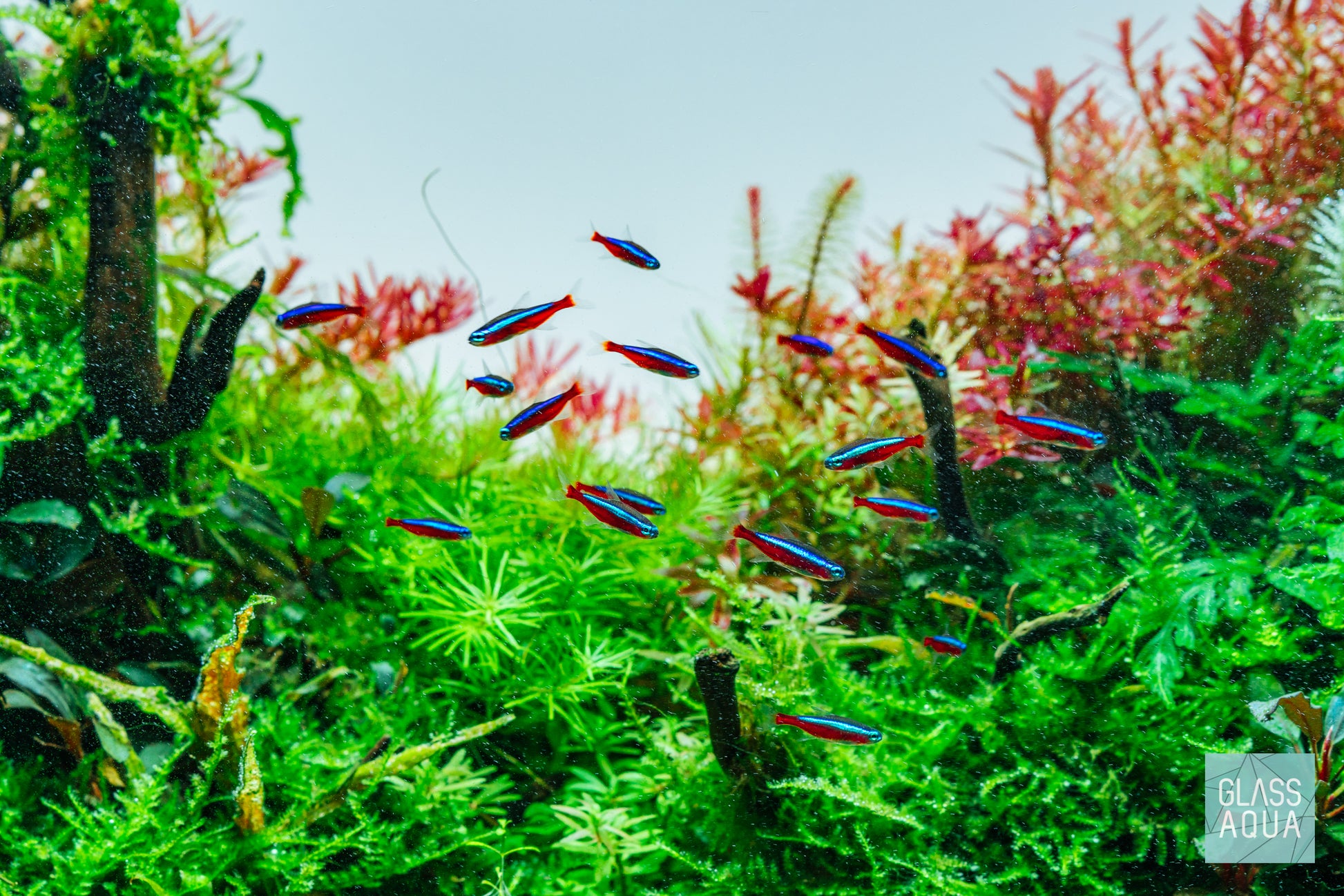 Rotala Rotundifolia Red Aquarium Stem Plant for Planted Tank