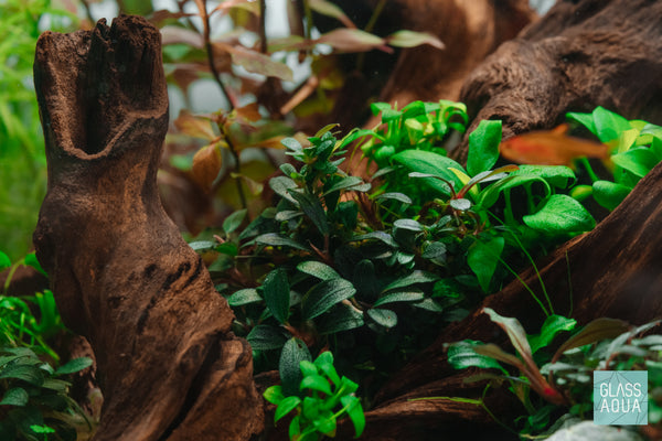 Bucephalandra Red Mini Popular Aquarium Plant for Planted Tank