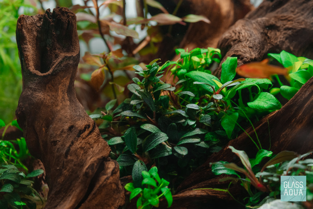 Bucephalandra Red Mini Tissue Culture - Glass Aqua