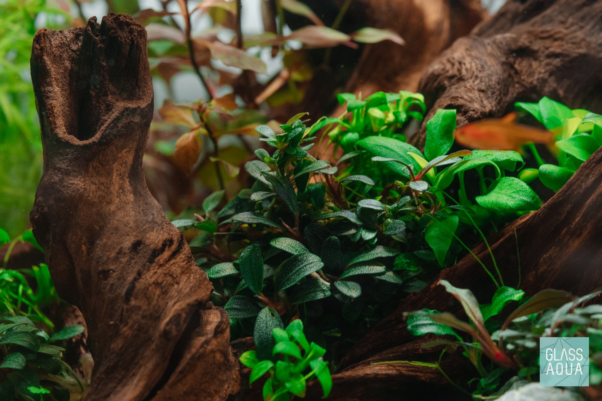 Bucephalandra Red Mini Tissue Culture - Glass Aqua
